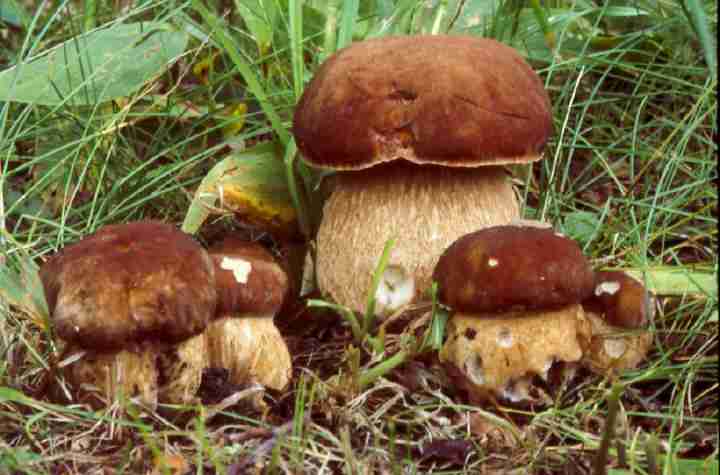  Image name: 298 Porcino.jpg 
 width: 720 pixel 
 height: 475 pixel 
 Size: 30905 bytes 
 Click to enlarge 